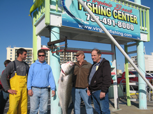 Picture of State Record Striped Bass