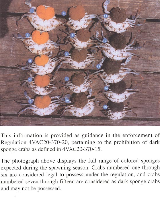 REGULATION PERTAINING TO THE CULLING OF CRABS