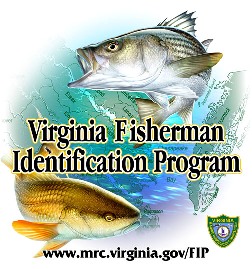 Virginia Saltwater Fish Identification Chart