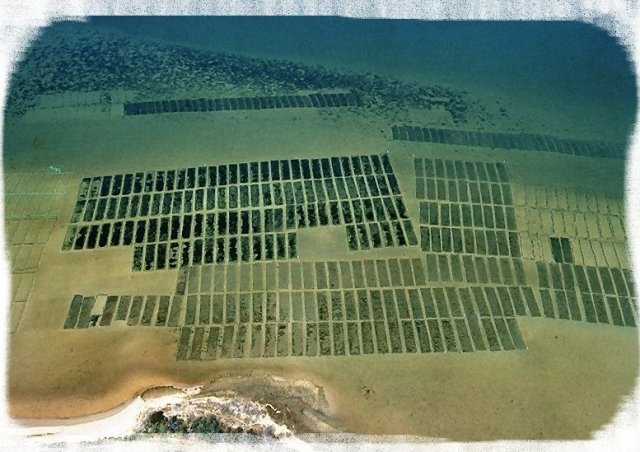 Aerial View of Bottom Plantings