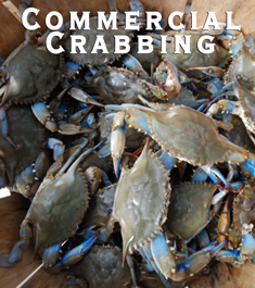 Commercial Crabbing Regulations