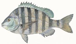 sheepshead record