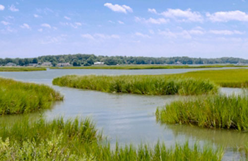 marsh habitat