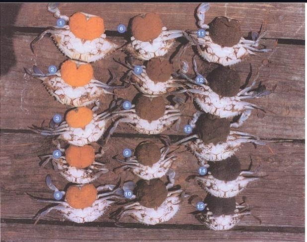 Recreational Crabbing Rules