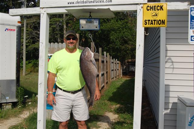 Picture of State Record Blueline Tilefish