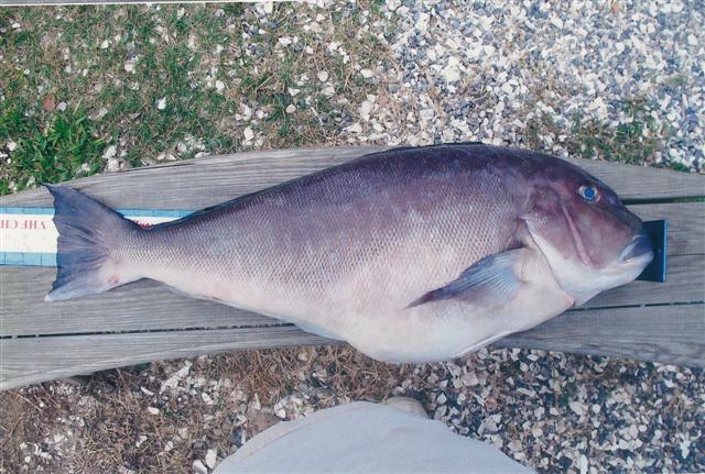 Picture of State Record Blueline Tilefish