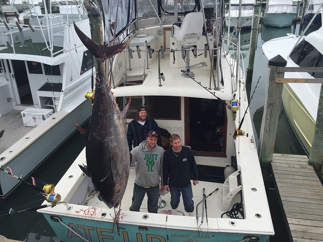 State Record Bluefin Tuna caught by Chase Robinson, of Virginia Beach