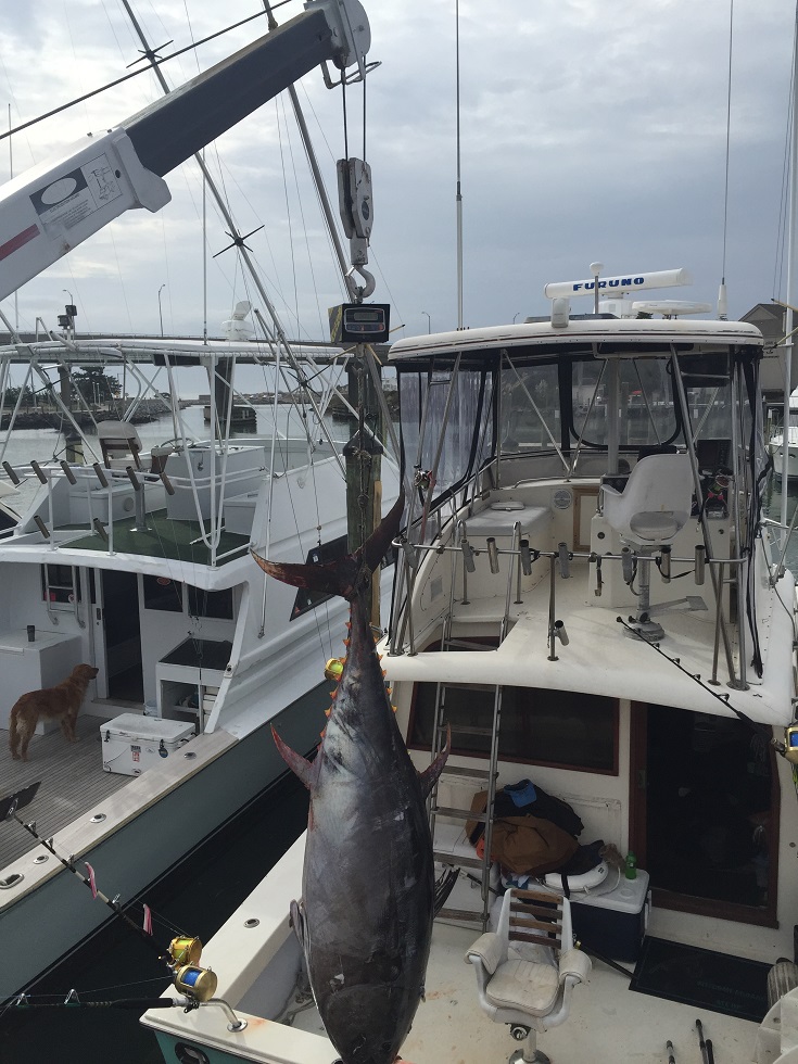 State Record Bluefin Tuna caught by Chase Robinson, of Virginia Beach